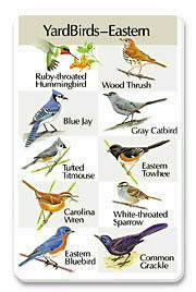 Yardbirds Eastern SongCard.jpg